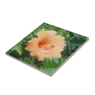 Orangene Hibiskusblüte mit Farnen Fliese