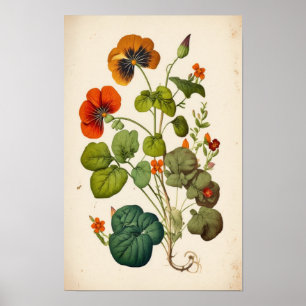 Orangene Kapuzinerkresse Vintage Botanische Wandku Poster