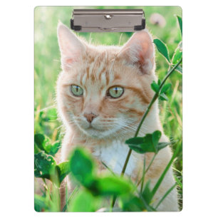 Orangene Katze mit grünen Augen im Gras Klemmbrett