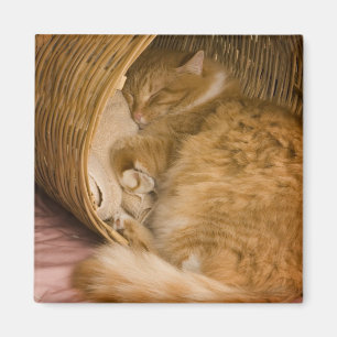 Orangene Katze schläft in Wäschekorb Magnet