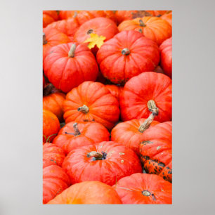 Orangene Kürbisse auf dem Markt, Deutschland Poster
