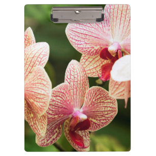 Orangene Orchideen-Hybride, Südafrika Klemmbrett
