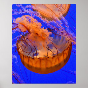 Orangene Quallen-Wandkunst Ozean-Meeresleben-Dru Poster