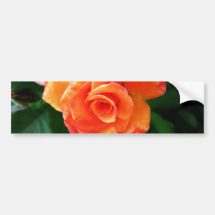 Orangene Rose Autoaufkleber