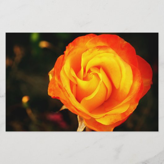 Orangene Rose Briefpapier (Vorderseite)