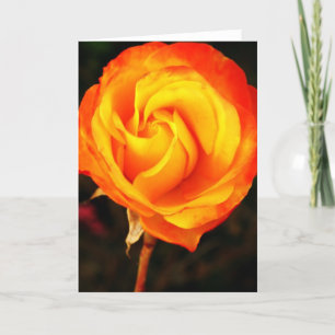 Orangene Rose Feiertagskarte