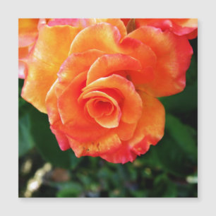 Orangene Rosenblüte Magnetkarte