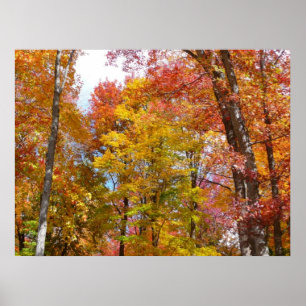 Orangene und gelbe Herbstbäume Herbstfotografie Poster