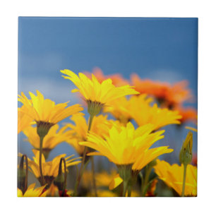 Orangene und gelbe Namaqualand Gänseblümchen Fliese