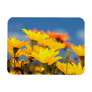 Orangene und gelbe Namaqualand-Gänseblümchen Magnet