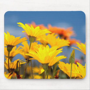 Orangene und gelbe Namaqualand Gänseblümchen Mousepad