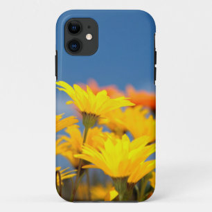 Orangene und gelbe Namaqualand-Märzenbecher iPhone 11 Hülle