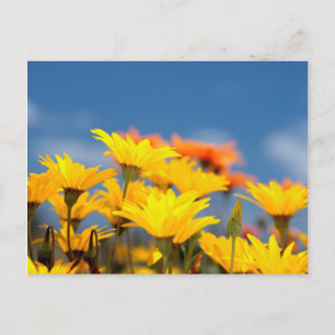 Orangene und gelbe Namaqualand-Märzenbecher Postkarte