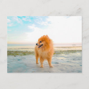 Orangener Pomeranian-Hund am Strand Postkarte
