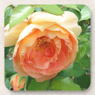 Orangenfarbene Blush-Rose Untersetzer