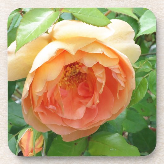 Orangenfarbene Blush-Rose Untersetzer (Vorderseite)