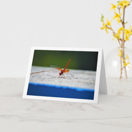 Orangenflügge Karte (Gelbe Blume)