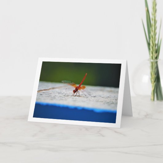 Orangenflügge Karte (Vorderseite)