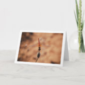 Orangenflügge Karte (Vorderseite)