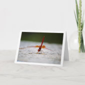 Orangenflügge Karte (Vorderseite)