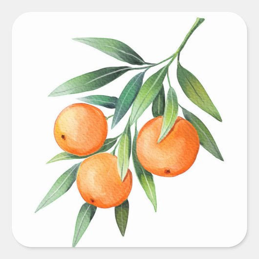 Orangenfrüchte in Aquarellfarben: Abgeschiedene Br Quadratischer Aufkleber (Vorderseite)