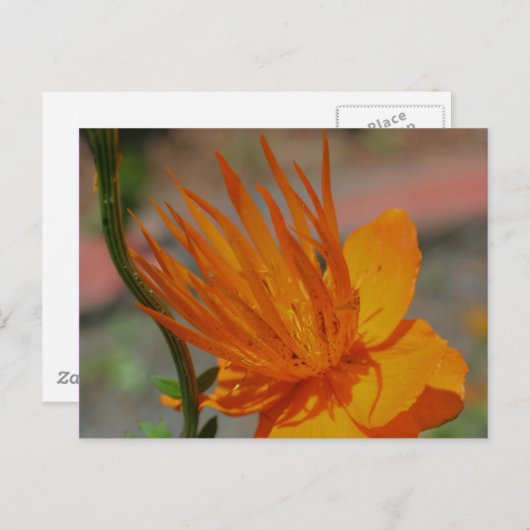 Orangengelbe Blumenfotografie Postkarte (Vorne/Hinten)