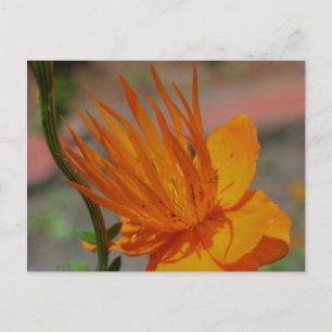 Orangengelbe Blumenfotografie Postkarte