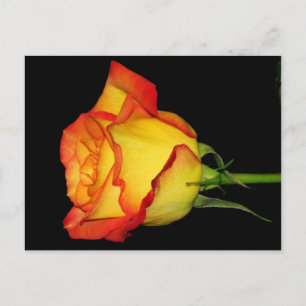 Orangengelbe Rose Postkarte