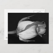 Orangengelbe Rose Postkarte (Vorne/Hinten)