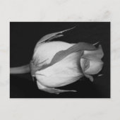 Orangengelbe Rose Postkarte (Vorderseite)