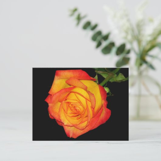 Orangengelbe Rose Postkarte (Stehend Vorderseite)