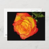 Orangengelbe Rose Postkarte (Vorne/Hinten)
