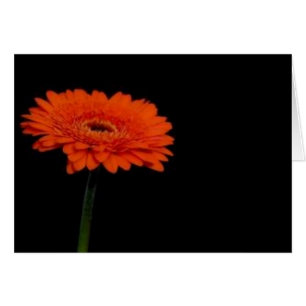 Orangengerbera1