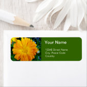 Orangengerbera-Blume (Insitu)