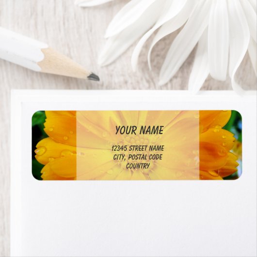 Orangengerbera-Blume (Insitu)