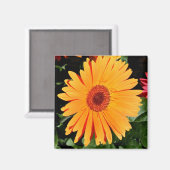 Orangengerbermagnet Magnet (Vorderseite/Rückseite)