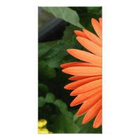 Orangengras (1 von 3)