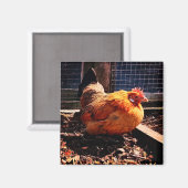 Orangenhahn Magnet (Vorderseite/Rückseite)