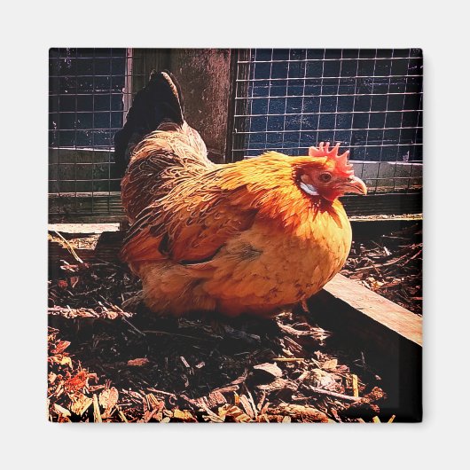 Orangenhahn Magnet (Vorne)