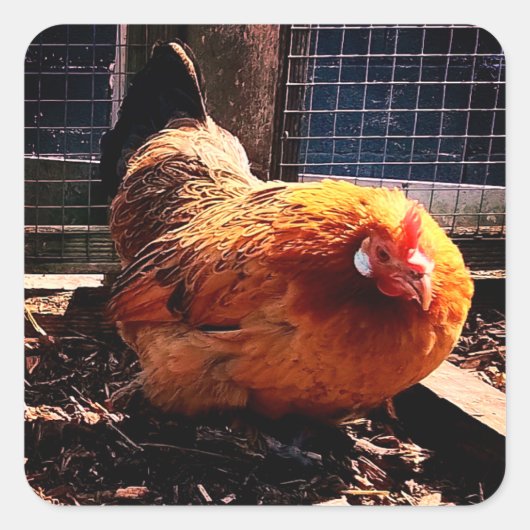 Orangenhahn Quadratischer Aufkleber (Vorderseite)