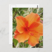 Orangenhawaii-Hibiskus-Pflanze Postkarte (Vorne/Hinten)