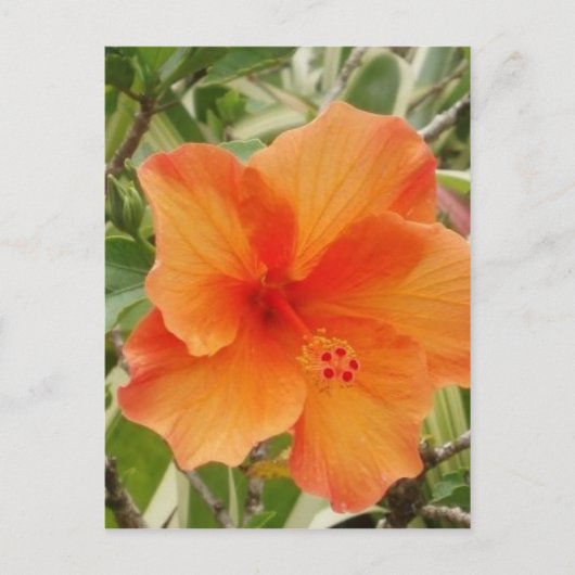 Orangenhawaii-Hibiskus-Pflanze Postkarte (Vorderseite)