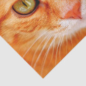 Orangenkatzenpapier Seidenpapier (Ausschnitt)