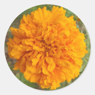 Orangenkleber Runder Aufkleber