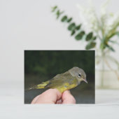 Orangenkrönter Warbler in Hand Postkarte (Stehend Vorderseite)