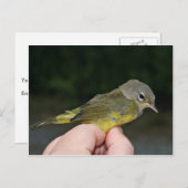 Orangenkrönter Warbler in Hand Postkarte (Vorne/Hinten)
