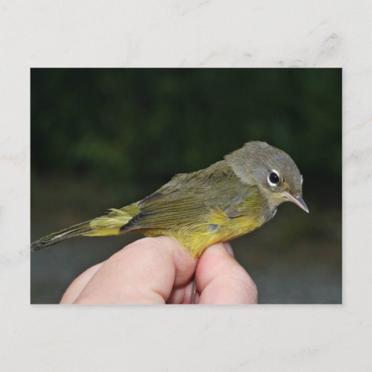Orangenkrönter Warbler in Hand Postkarte (Vorderseite)