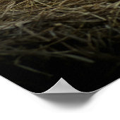 Orangenkuh Poster (Ecke)