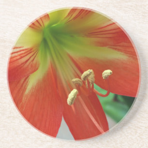 Orangenlilie Getränkeuntersetzer
