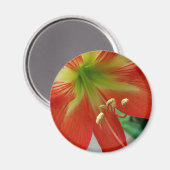 Orangenlilie Magnet (Vorderseite/Rückseite)